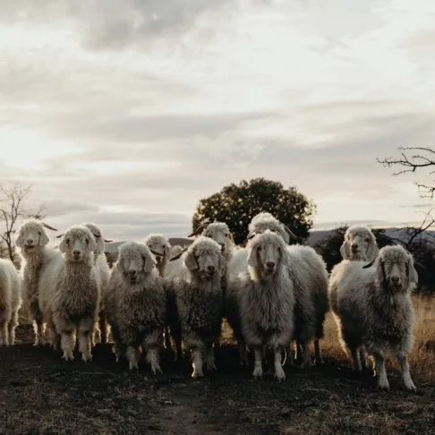Angora Goats Karoo landscape