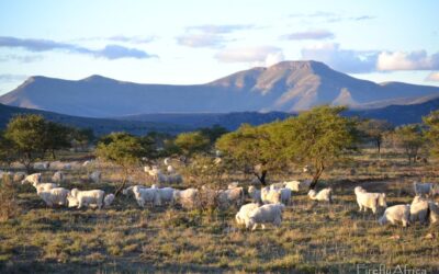 Angora Farming – The Story Behind Mohair
